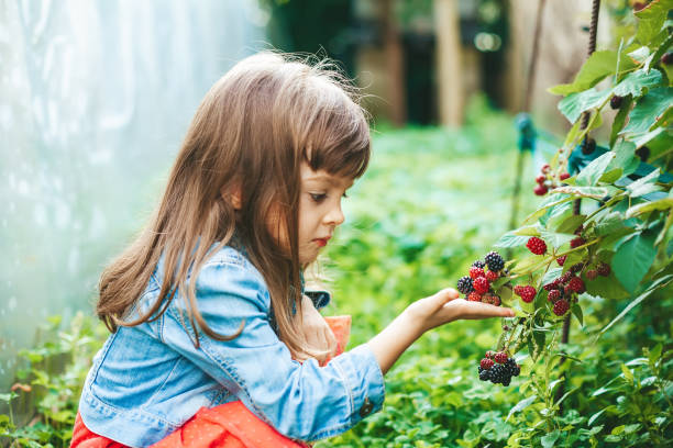 istock Little girl picking blackberry 1406157638
