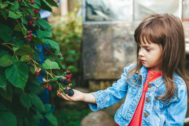 istock Little girl picking blackberry 1406157663