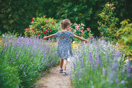 Rear view of a little girl walking in a blooming summer garden among lavender flowers