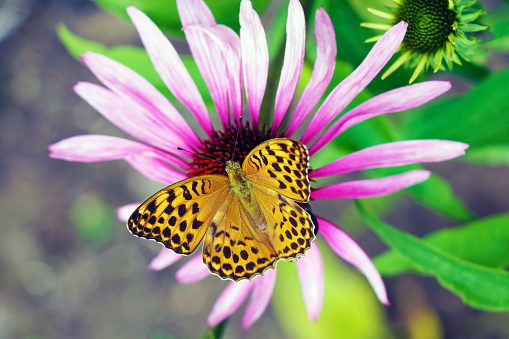 Butterfly pollinating flowers in the summer day, soft background