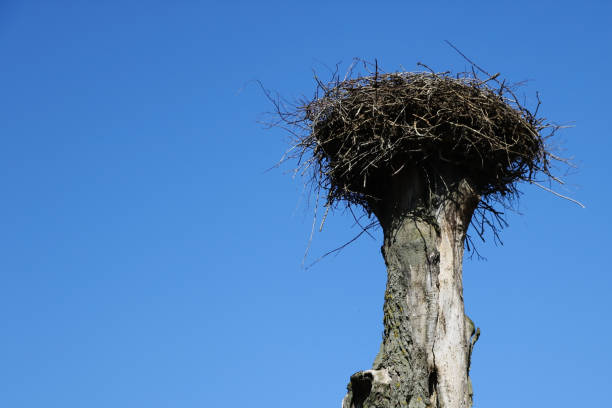 istock An empty stork nest against a blue sky awaiting the arrival of storks in spring. 1406159037