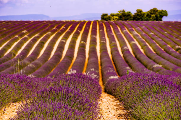 istock Provence landscape with lavender fields, France 1406159408