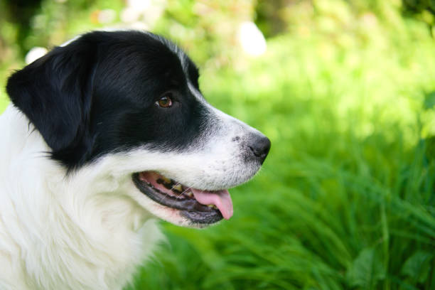 istock Dog in a garden 1406159810
