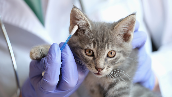 Close-up of female veterinarian examining kitten ears with ear stick. Medical examination of cat in vet clinic and veterinary medicine concept