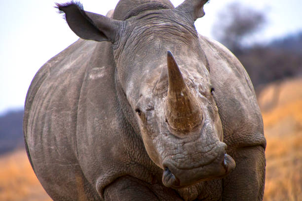 istock White Rhinoceros, Khama Rhino Sanctuary, Botswana 1406162771