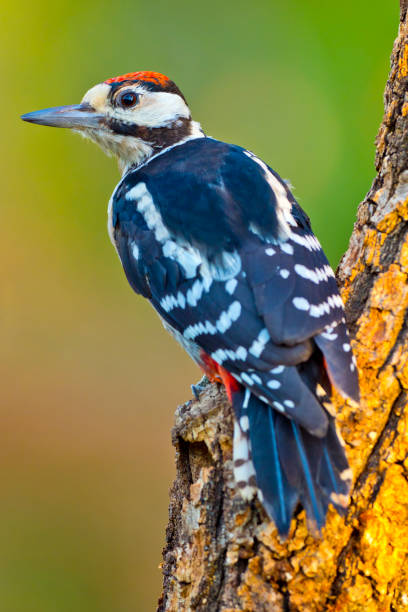 istock Great Spotted Woodpecker, Mediterranean Forest, Spain 1406163200