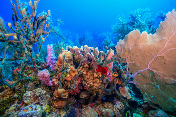 istock Caribbean coral garden, roatan 1406163778