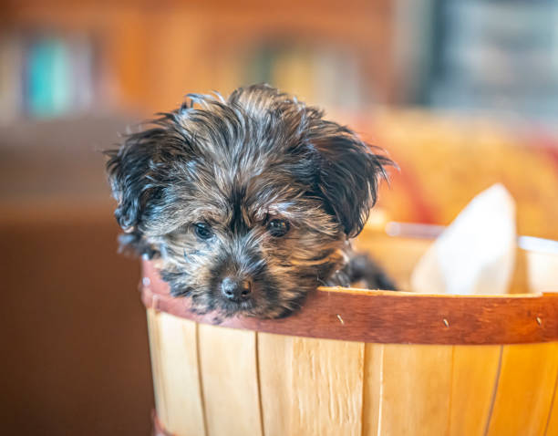 istock Yorkshire Terrier ,often shortened as Yorkie, 1406163855