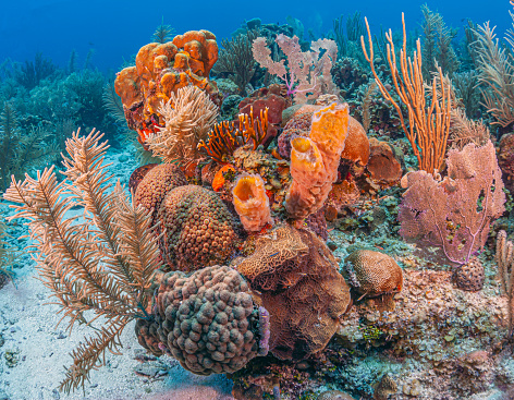 Caribbean coral reef off the coast of the island of Roatan