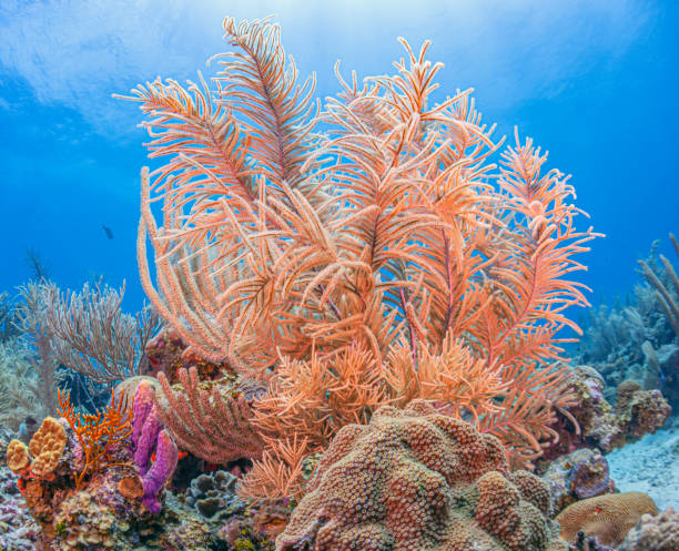 istock Caribbean coral garden, roatan 1406163931