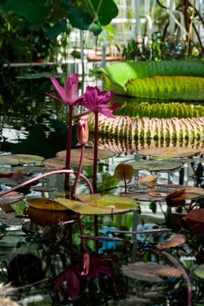istock Water lilly flower in laguna 1406164315