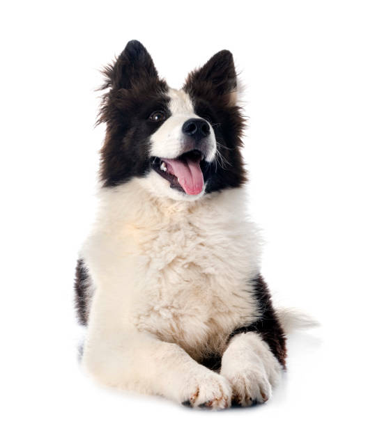 istock young Yakutian Laika 1406169156