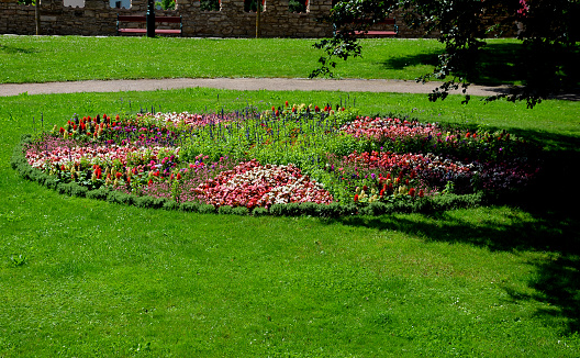 ornamental flower bed in front of the castle on the ground floor. Planting annuals has the shape of a circle or strips bordered by a beautiful lawn. Unreal patterns originating in the Baroque, tuberhybrida, broiderie, senecio, farinacea