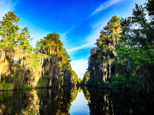 el gran canal suwanee en el refugio nacional de vida silvestre okefenokee - cypress swamp fotografías e imágenes de stock