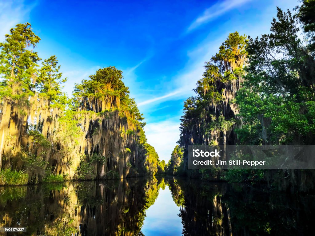 The Grand Suwanee Canal in the Okefenokee National Wildlife Refuge A view of the Suwanee Canal from a kayak. Surrounded by Cypress trees and a blue morning sky. Okefenokee National Wildlife Refuge Stock Photo