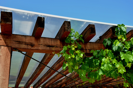 terrace with wooden pergola and plexiglass roof. vines are straining, crawling under the beams. garden or park. sitting with dry wall wine region. restaurant countryside france,  plastic, vinifera, vitis, vines, grow