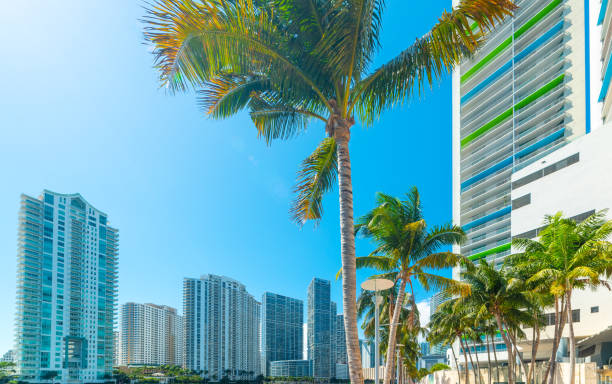 istock Palm trees and skyscrapers in Miami Riverwalk on a sunny day 1406175534