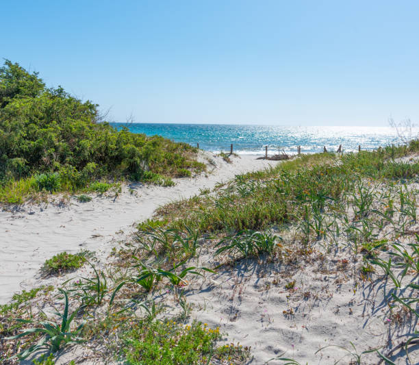 istock Sand dune and green plants in Maria Pia beach in springtime 1406176219