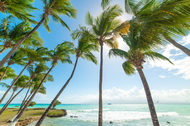 istock Palm trees in Bas du Fort shore 1406177053