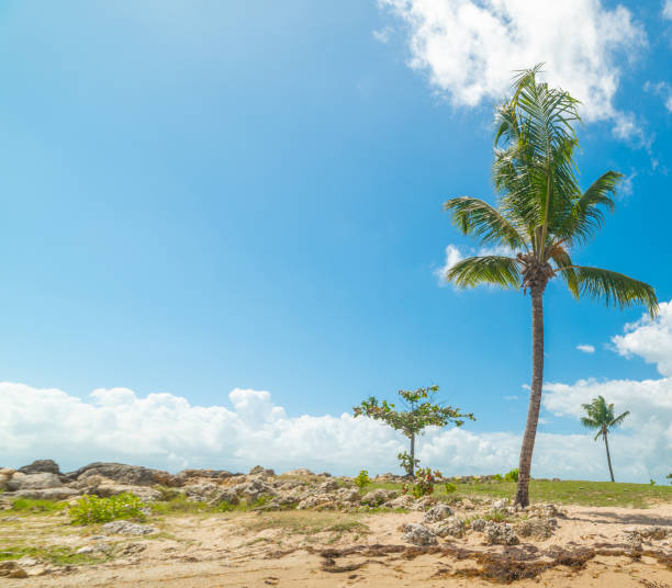 istock Palm tree under a blue sky in Bas du Fort beach in Guadeloupe 1406177101