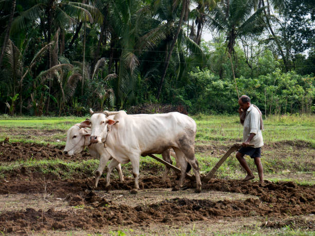 Antiquated method of ploughing with the help of cattle at Village Kudal district Sindhudurga state Maharashtra India