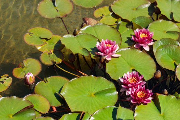 flor de lilly de água em laguna - water plant - fotografias e filmes do acervo