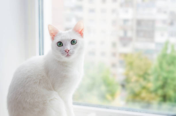 istock Cute Turkish Angora cat looks out the window 1406178552