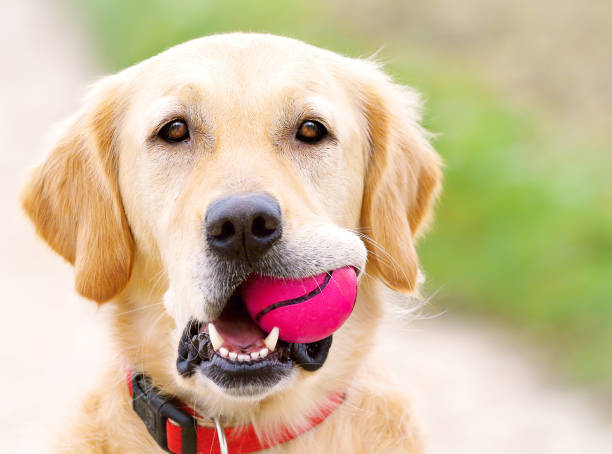Golden Retriever with pink ball stock photo