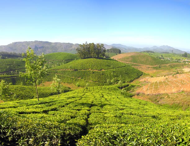 istock mountain tea plantation in India 1406178998