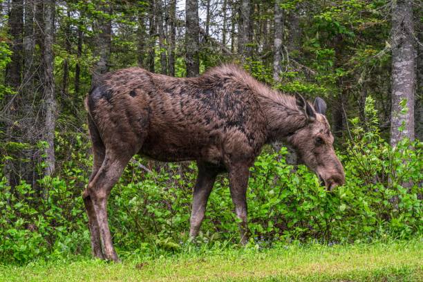 Moose at Forillon National Park, Quebec, Canada Moose at Forillon National Park, Quebec, Canada forillon national park stock pictures, royalty-free photos & images