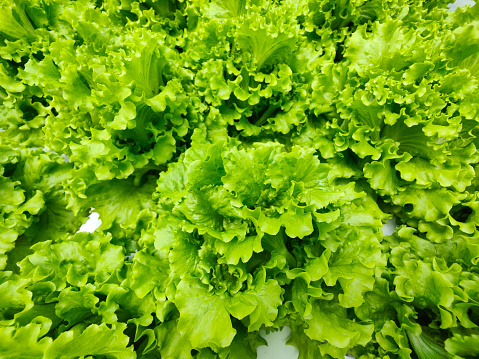 A focus scene on salad vegetable in agriculture greenhouse.