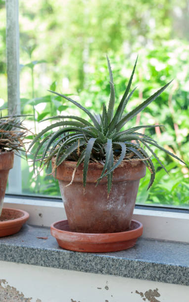 istock Plant in a pot on a window 1406181711