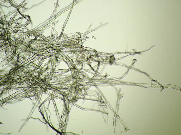 istock Micrograph of tissue paper fibers 1406182119