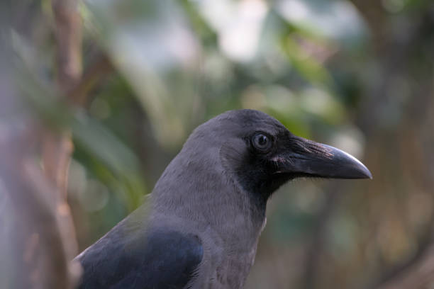 istock Close up of an Indian Grey Neck Crow 1406182339