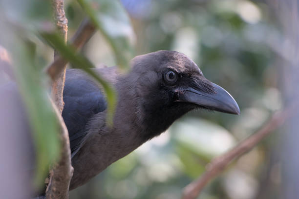 istock Close up of an Indian Grey Neck Crow 1406182990