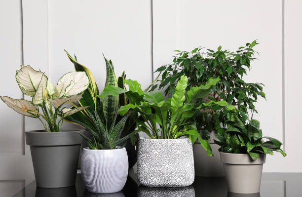 istock Many houseplants on black table near white wall 1406185152
