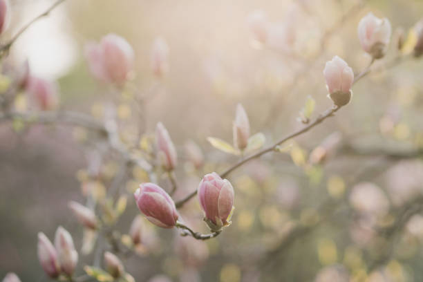 fresca fioritura rosa di magnolia in giardino alla luce del sole. - magnolia bloom foto e immagini stock