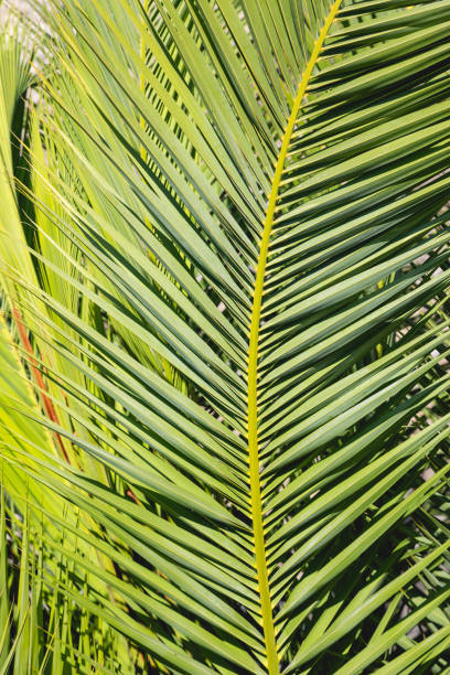 istock Palm leaves on a sunny day, closeup 1406186503