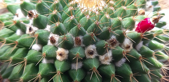 Cactus mammillaris with seeds capsule