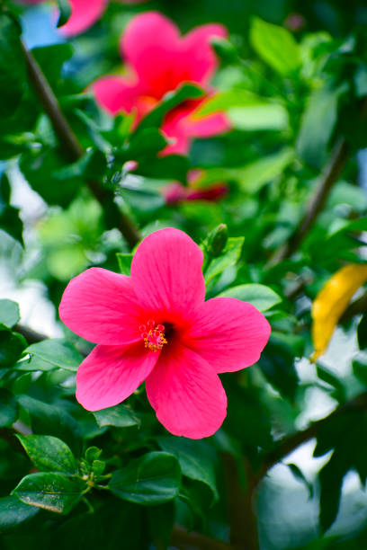 Close up of Hibiscus rosa-sinensis, known colloquially as Chinese hibiscus is widely grown as an ornamental plant in the tropics and subtropics.