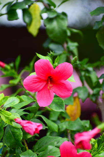 istock Close up of Hibiscus rosa-sinensis 1406189035
