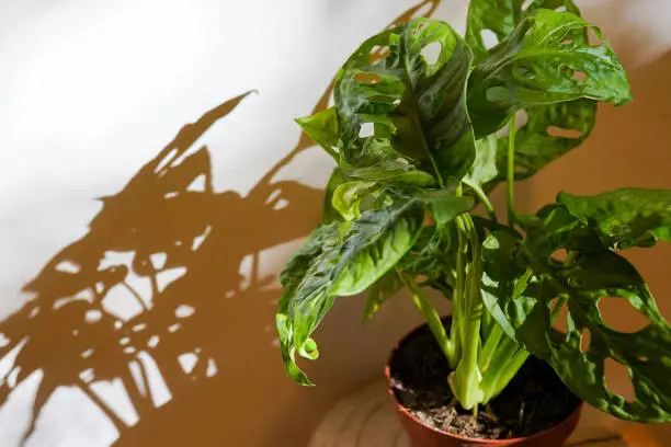 Photo of Monstera flower in a pot against the wall, illuminated by the sun. Shadows from the window on the wall. Flowers and plants for the home