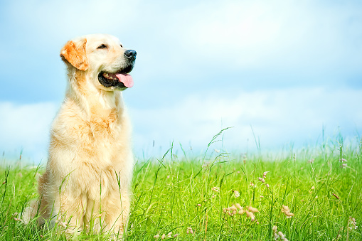 Golden Retriever is sitting on a meadow on a sunny day