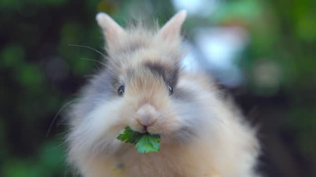 Rabbit eats lettuce