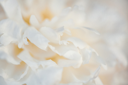 Peonies macro