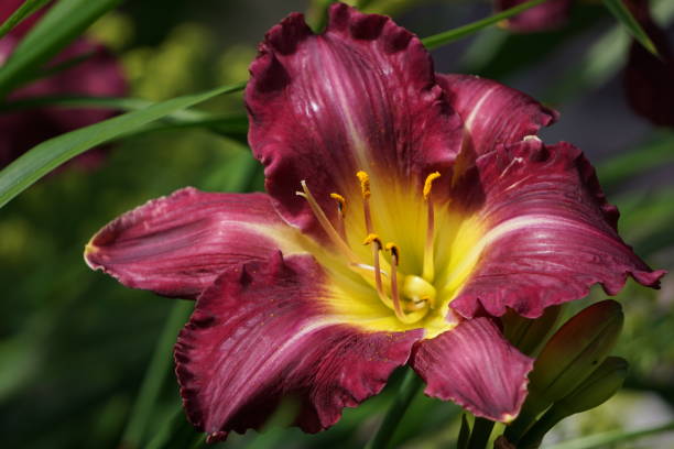 Directly above shot of dark pink lily Full frame shot of dark pink lily day lily stock pictures, royalty-free photos & images
