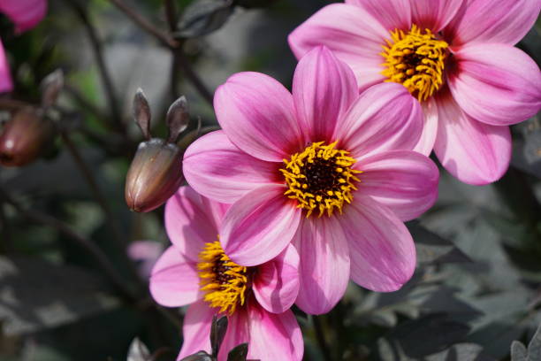 istock Full frame shot of pink flowers 1406193249