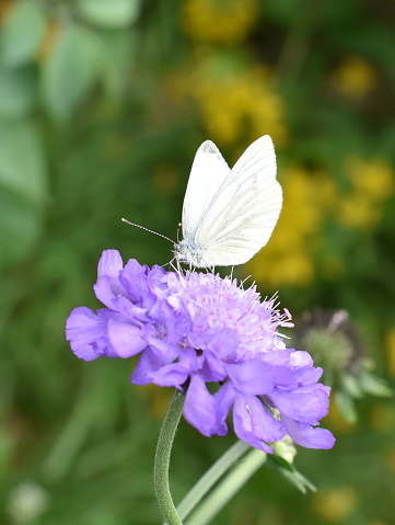 White cabbage butterfly Pieris sitting on a scabiosa flower