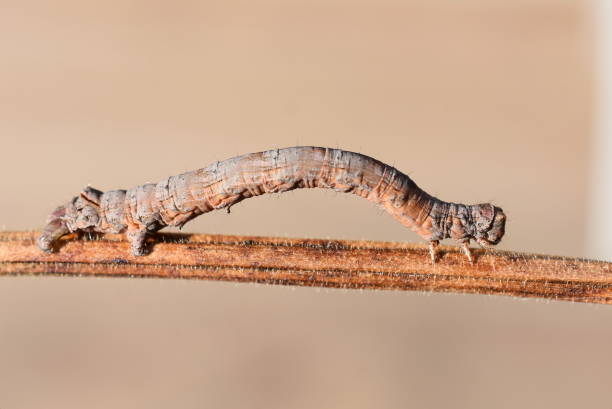 geometer moth larva - inchworm imagens e fotografias de stock