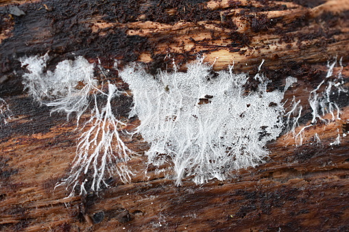 Fungus mycelium growing on a decaying trunk